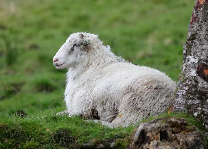 فندق Solneset Farm